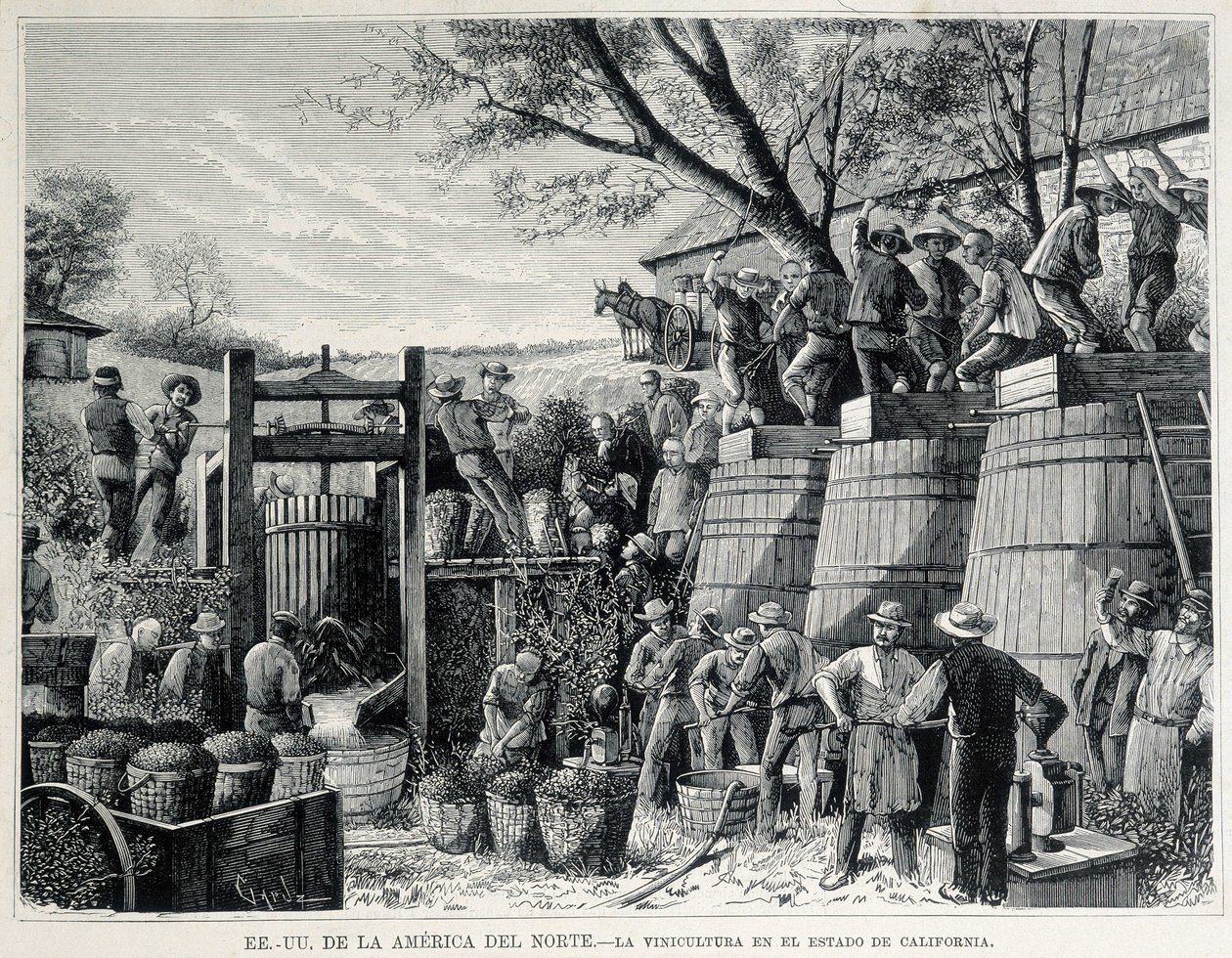 Viticulture in California in the 19th century by Unknown artist