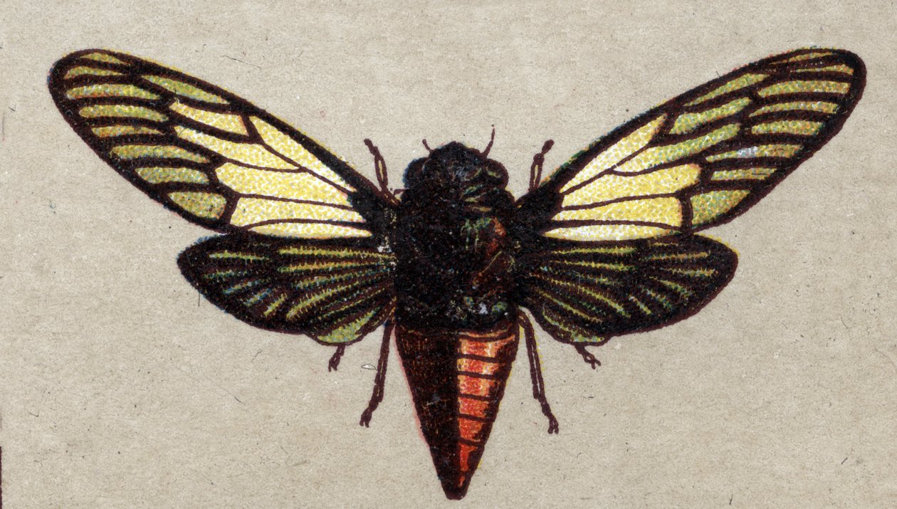 Entomology: representation of a red cicada, insect series, early 20th century by Unknown Artist