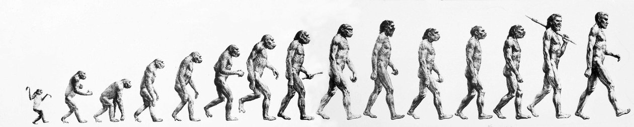 Evolution: Comparisons of Morphologies from the Monkey to the Present Man (Different Hominids), End of the 19th Century by Unknown artist