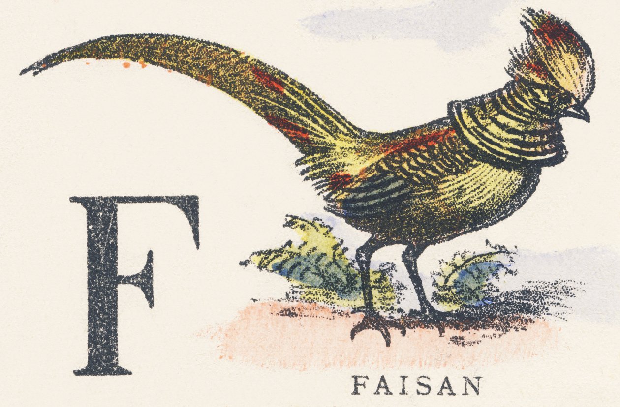 F: Pheasant by Unknown artist