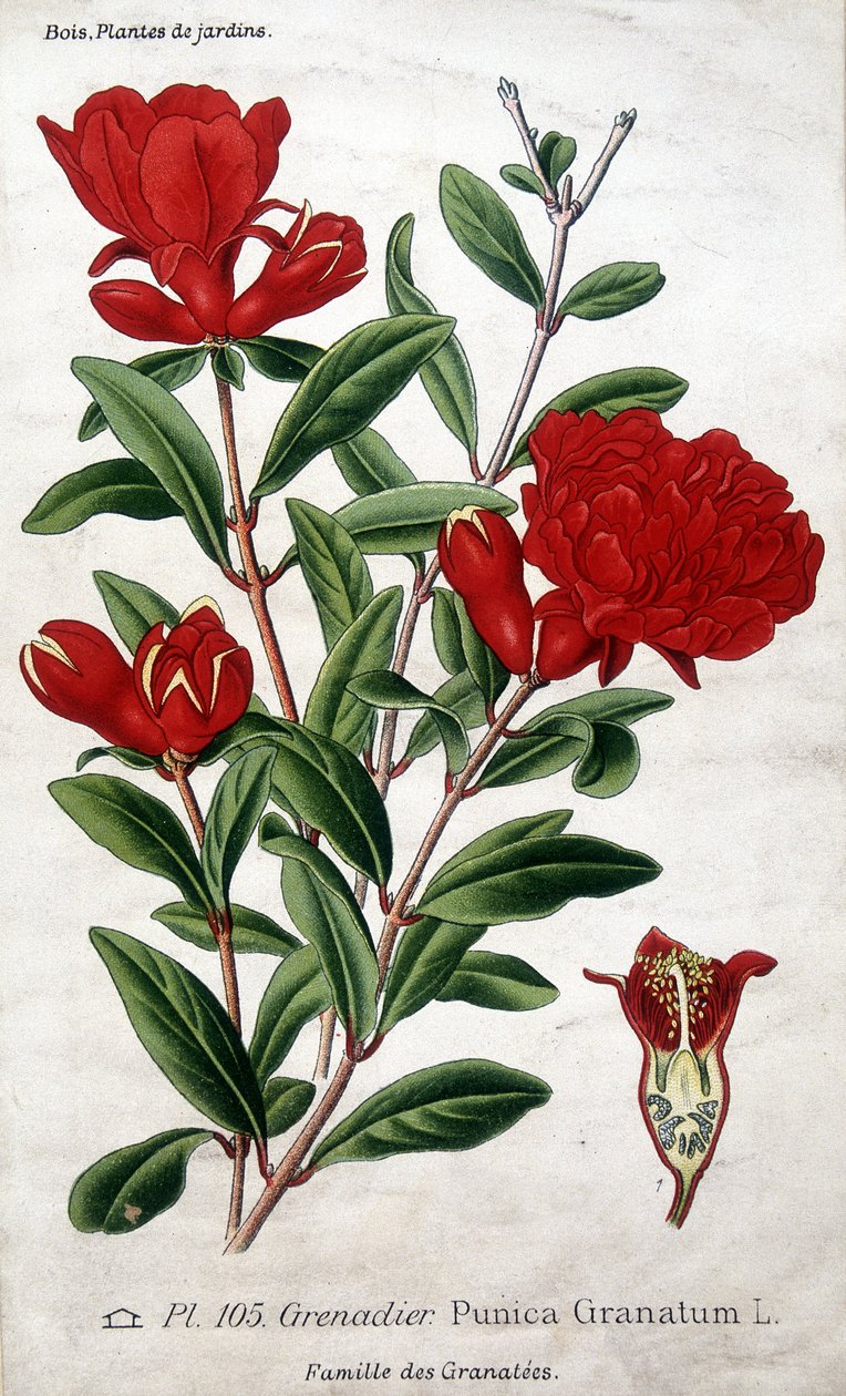 Garden plants: pomegranate flowers (family Grenateae) by Unknown artist