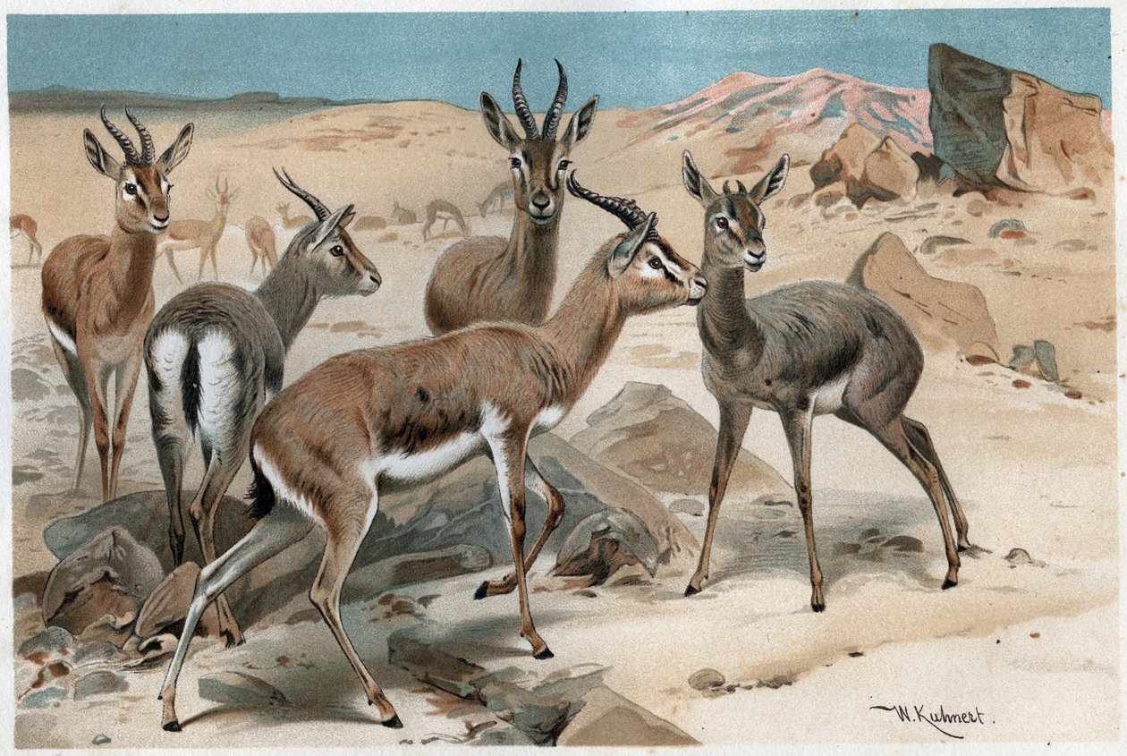 Gazelle - Engraving from 