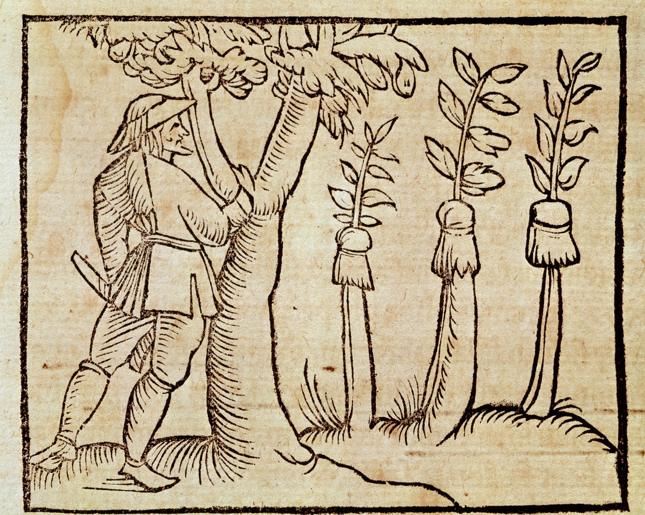 Grafting the trees, illustration from De Agricoltura Vulgare, by Pier Crescenzio, edition published in Venice by Unknown artist