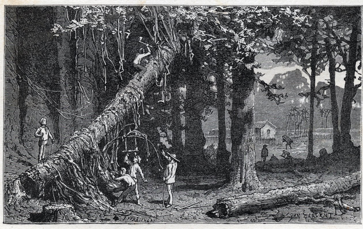 Harvesting cinchona bark - Quinquina (Cinchona officinalis) by Unknown artist