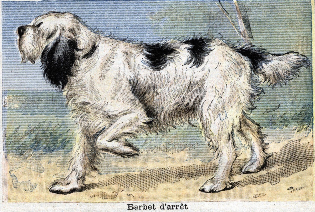 Hunting Dog: Stop Barbet by Unknown artist