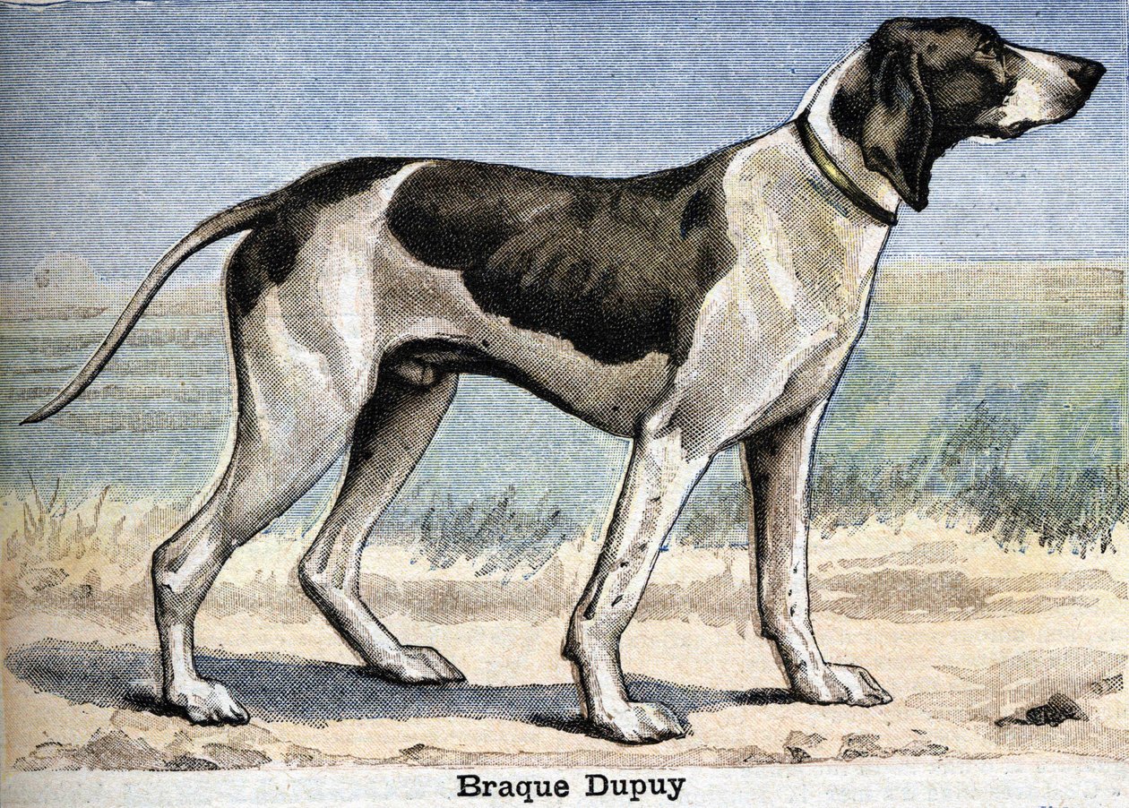 Hunting dog: Braque Dupuy by Unknown artist