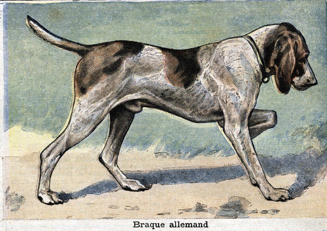 Hunting dog: German Braque by Unknown artist