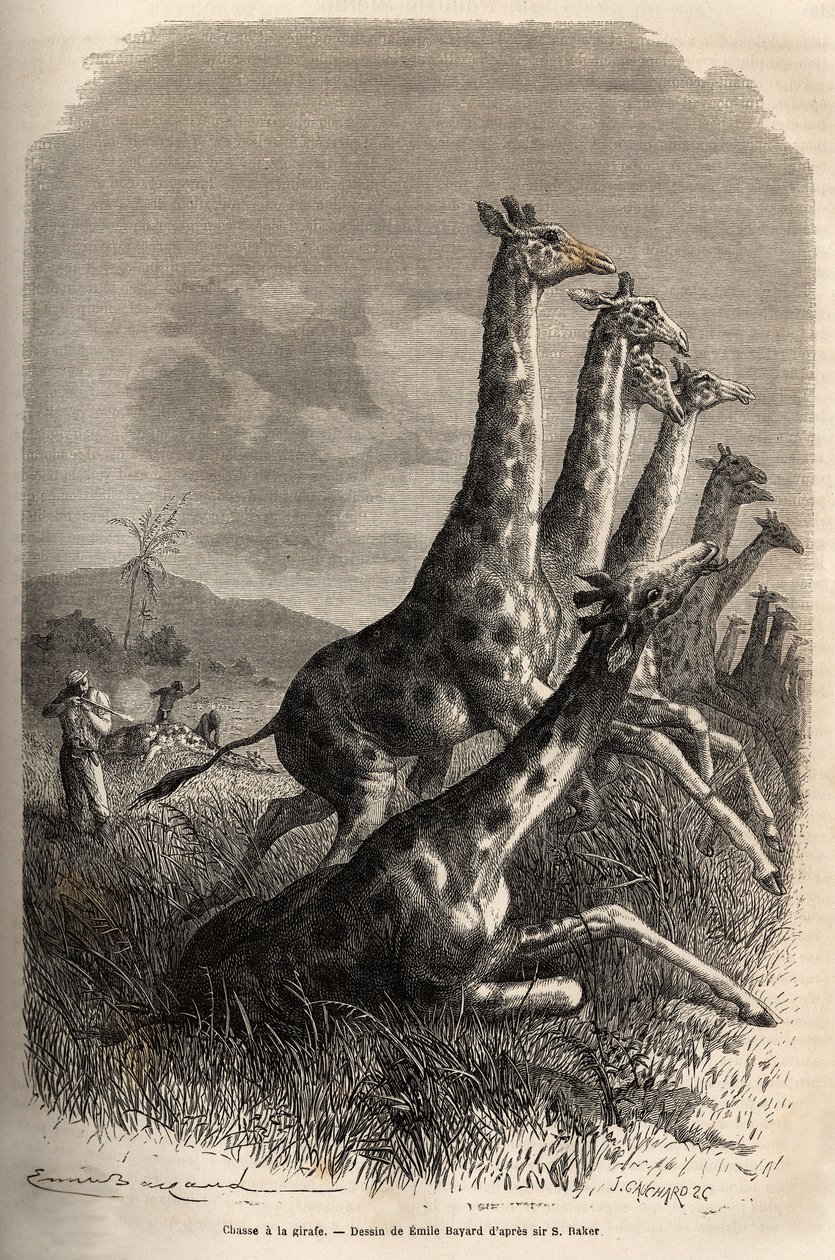 Hunting for the Giraffe by Unknown artist