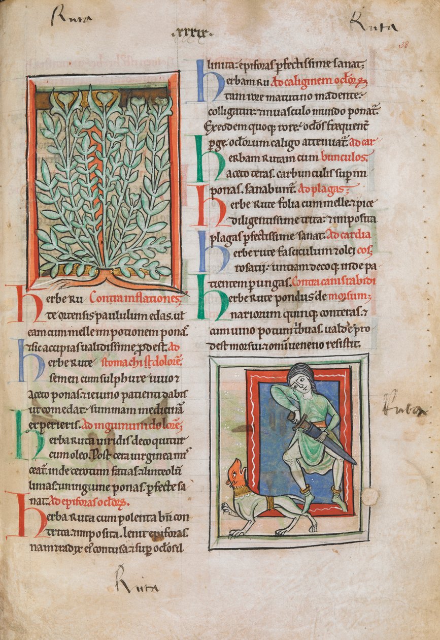 Illuminated miniatures of the plant Rue by Unknown artist