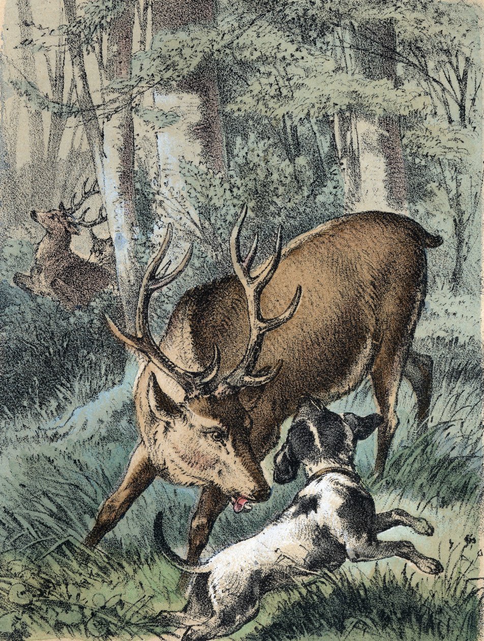 Illustration of Franz Hoffmann