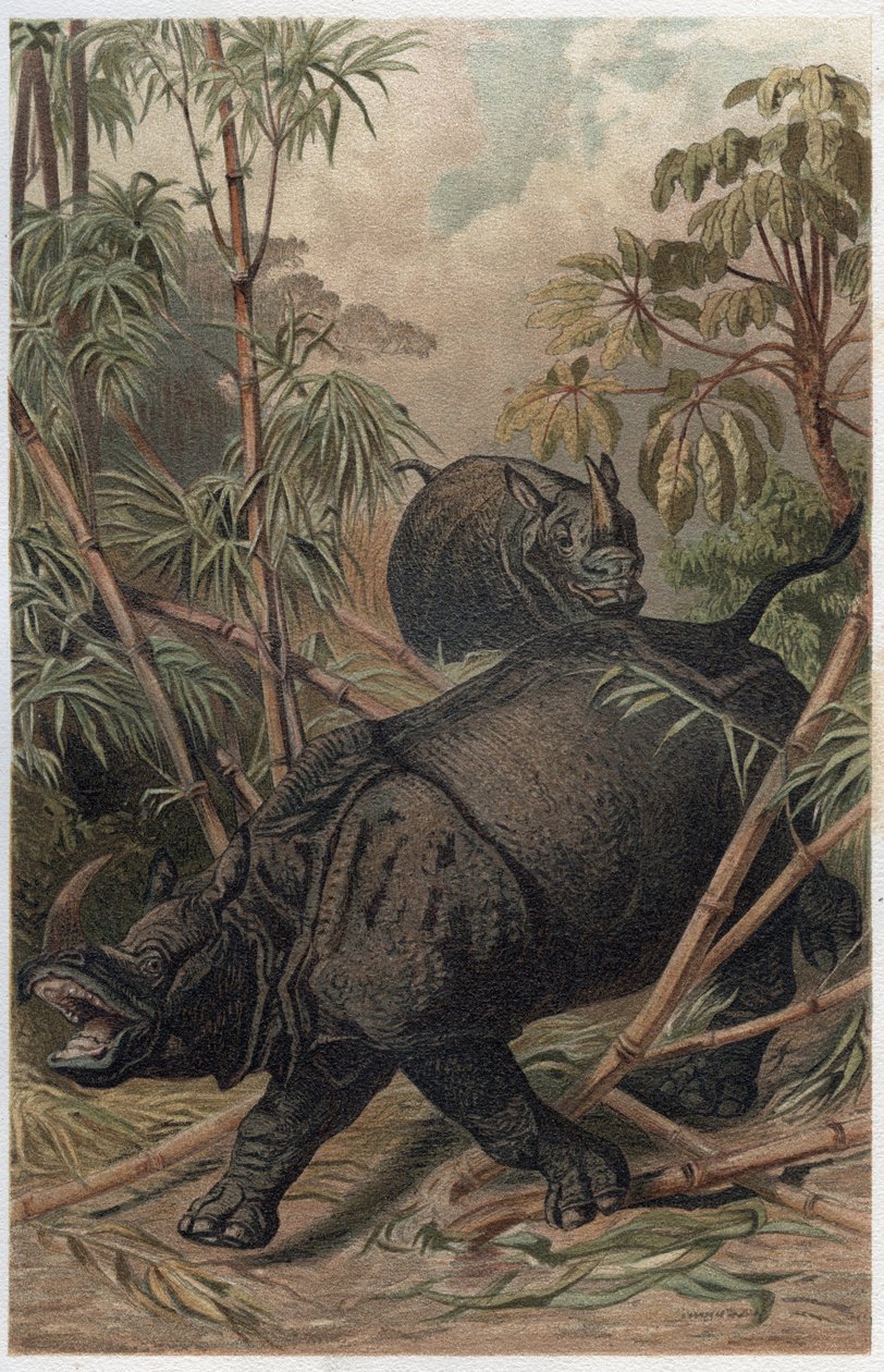 Indian Rhinoceros - Engraving from 