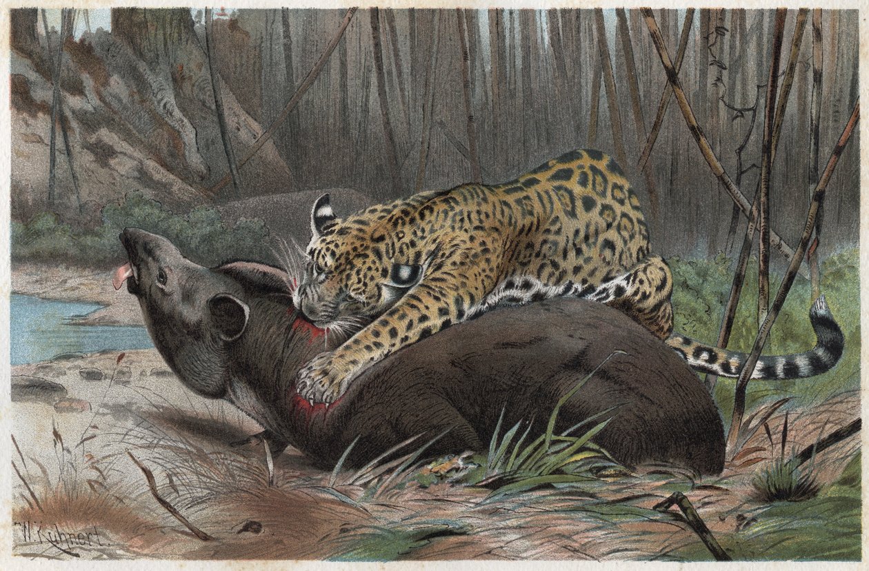 Jaguar (Panthera onca) - engraving from 