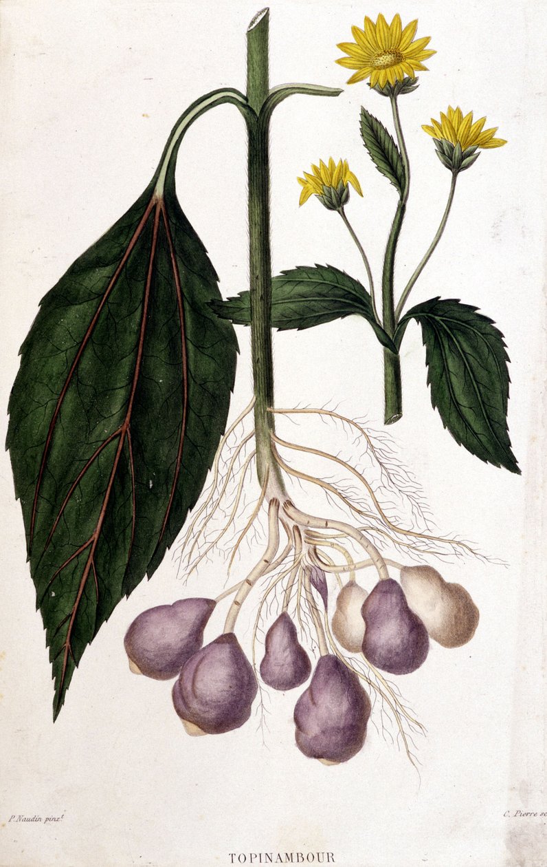 Jerusalem Artichoke - Botanical Board by Unknown artist