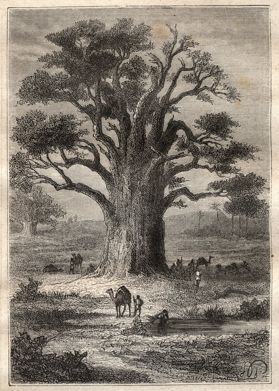 Journey (1798) by Frederic Conrad (Konrad) Hornemann (1772-1801) to Fezzan (Libya): a baobab - illustration taken from 