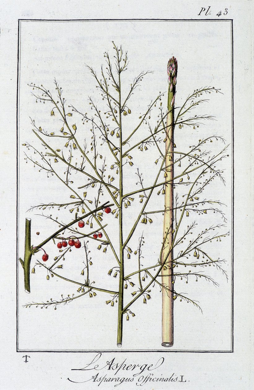 Asparagus (Asparagus Officinalis) - in 