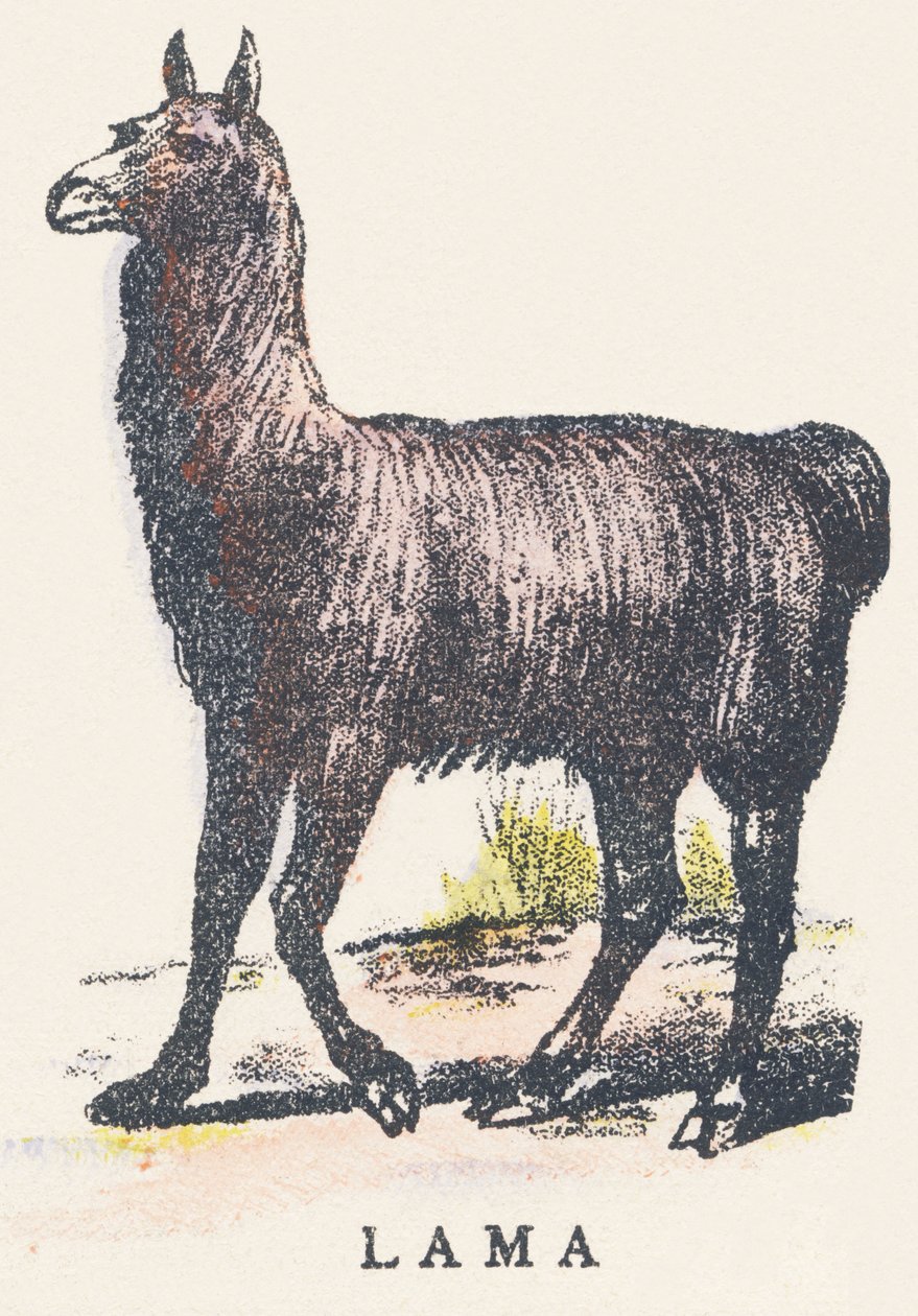 L: lama by Unknown artist