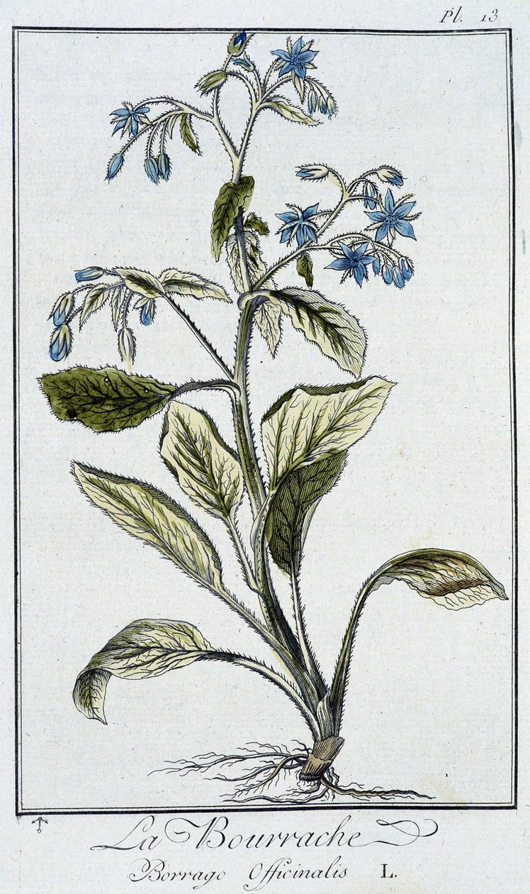 Borage (Borrage Officinalis) - in 