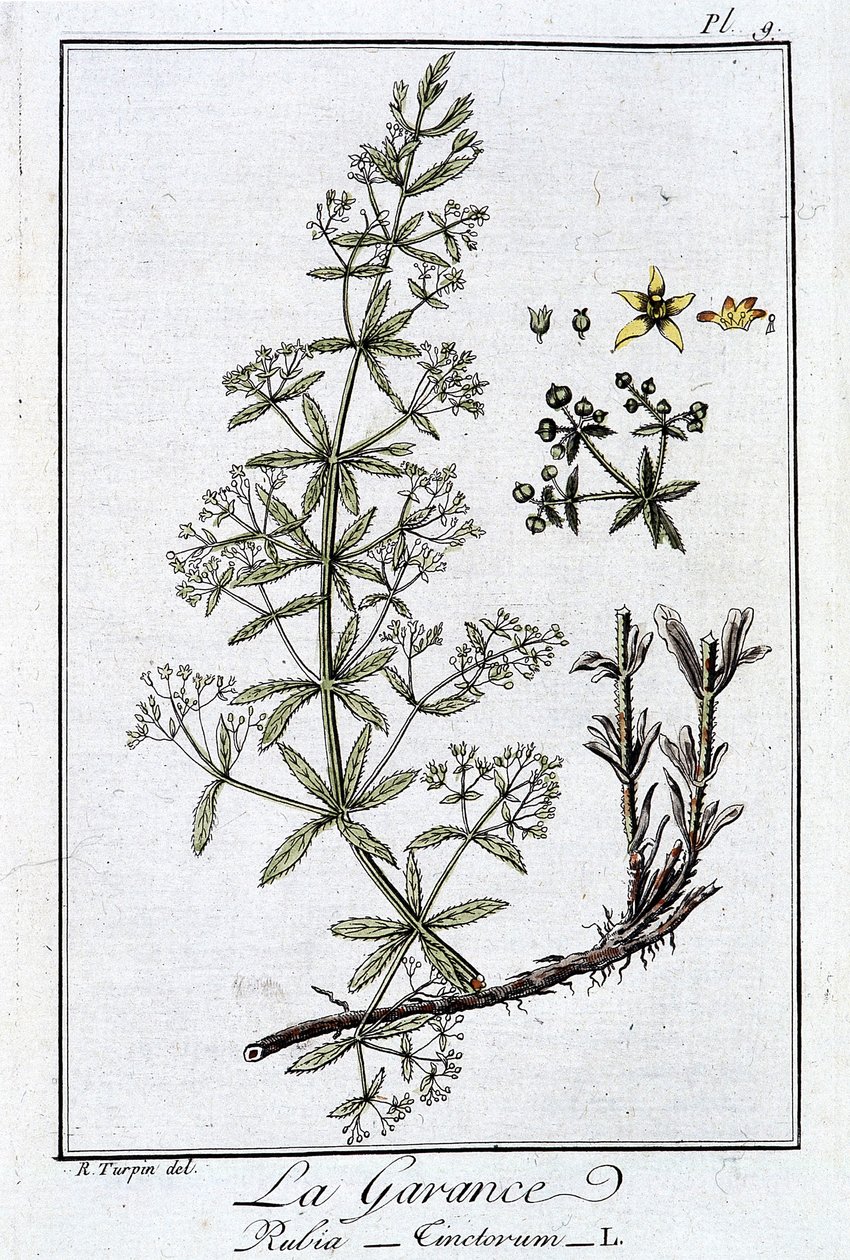Madder (Rubia Tinctorum) - in 