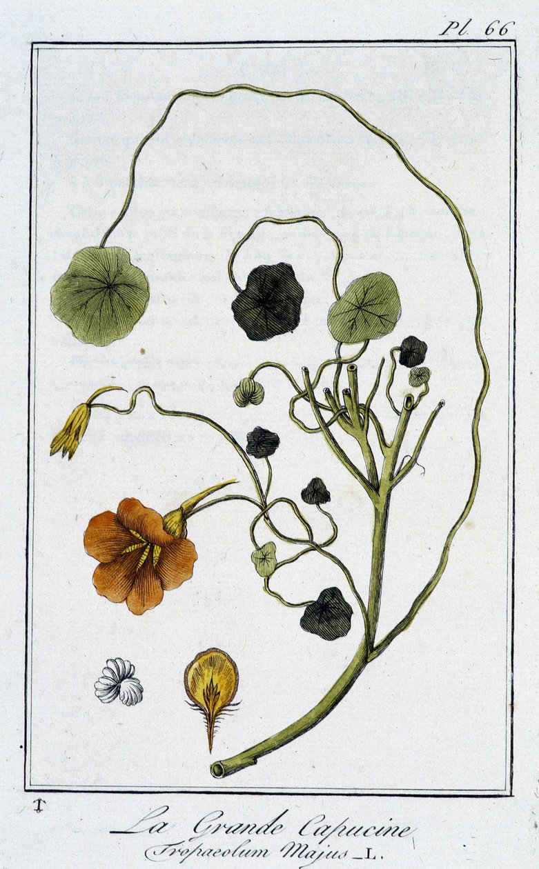 La Grande Capucine (Tropaeolum Majus) - in 