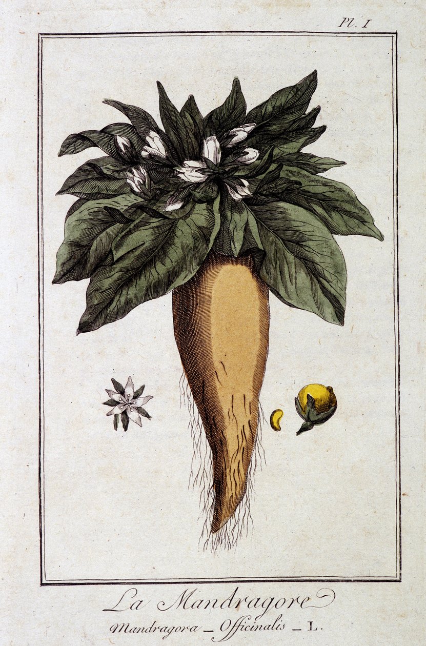 Mandrake (Mandragora Officinalis) - in 