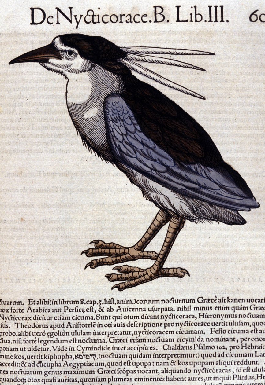The bihoreau in Historia Animalium by Conrad Gesner by Unknown artist
