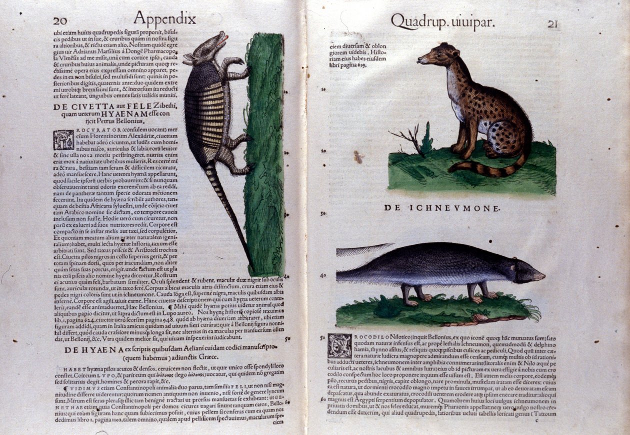 The Civet, the Hyena, and the Mongoose in Historia Animalium by Conrad Gesner (1516-1565) by Unknown artist