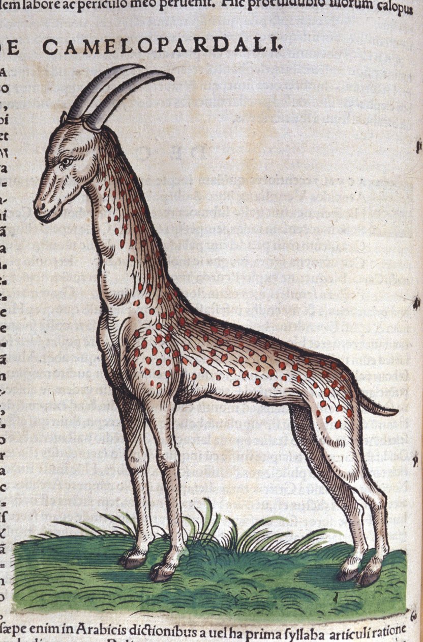 La giraffe. in Historia Animalium by Conrad Gesner (1516 - 1565), Tiguri by Unknown artist