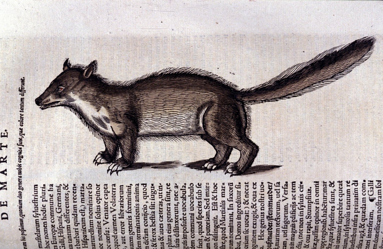 The Marten in Historia Animalium by Conrad Gesner (1516 - 1565), Tiguri by Unknown artist