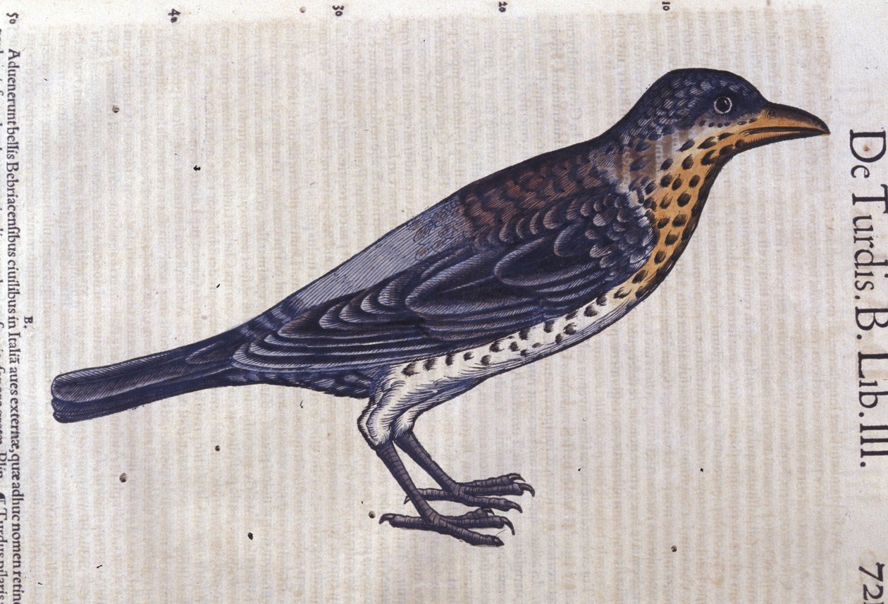 The thrush from Historiae Animalium by Conrad Gesner (1516 - 1565), Tiguri by Unknown artist