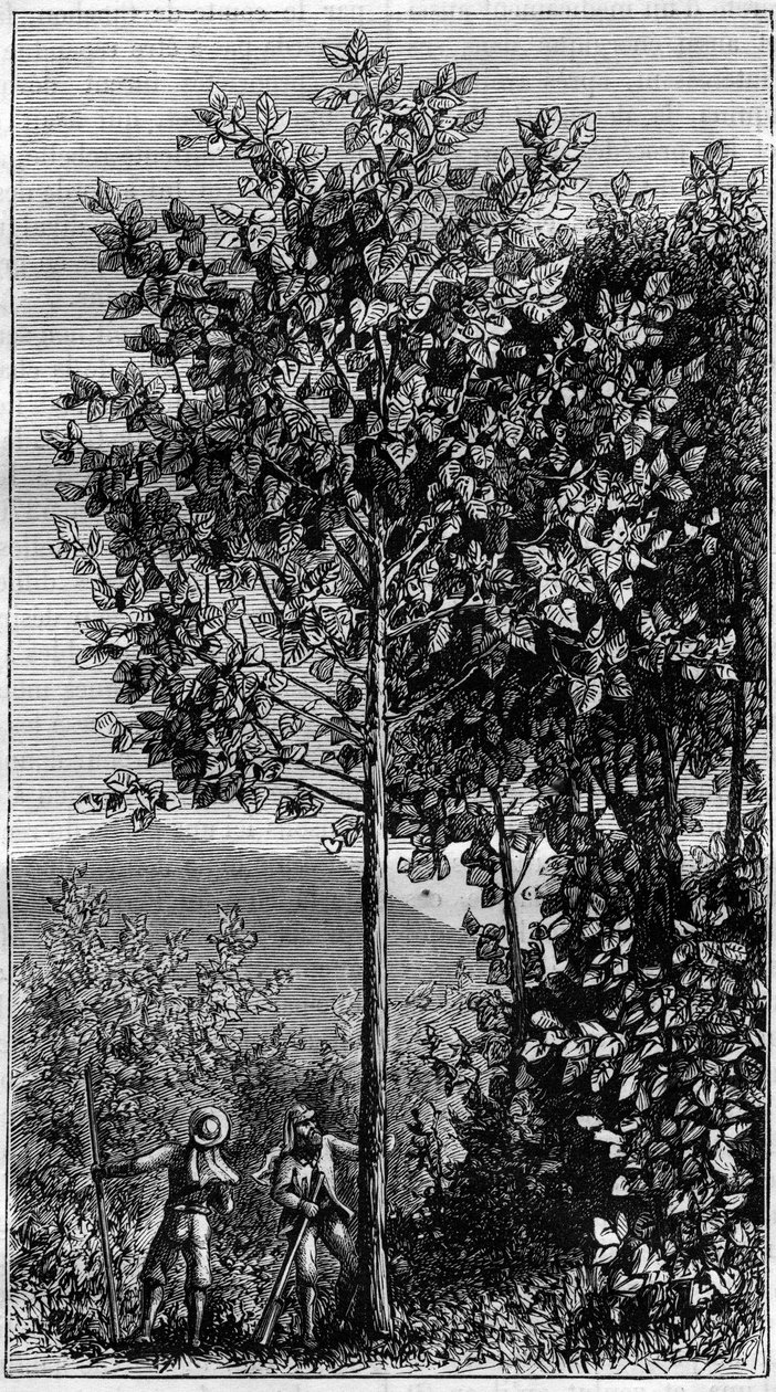 The Cinchona Tree (Cinchona officinalis). Engraving in 