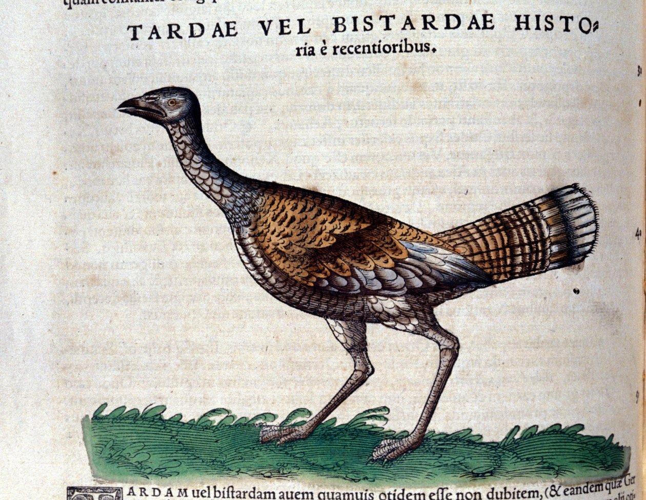 The bustard from Historiae Animalium by Conrad Gesner (1516 - 1565), Tiguri by Unknown artist