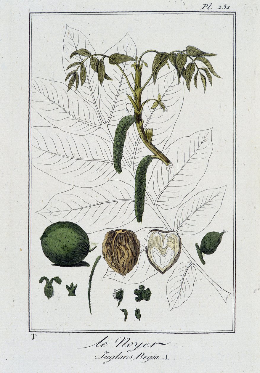 Walnut (Juglans Regia) - in 