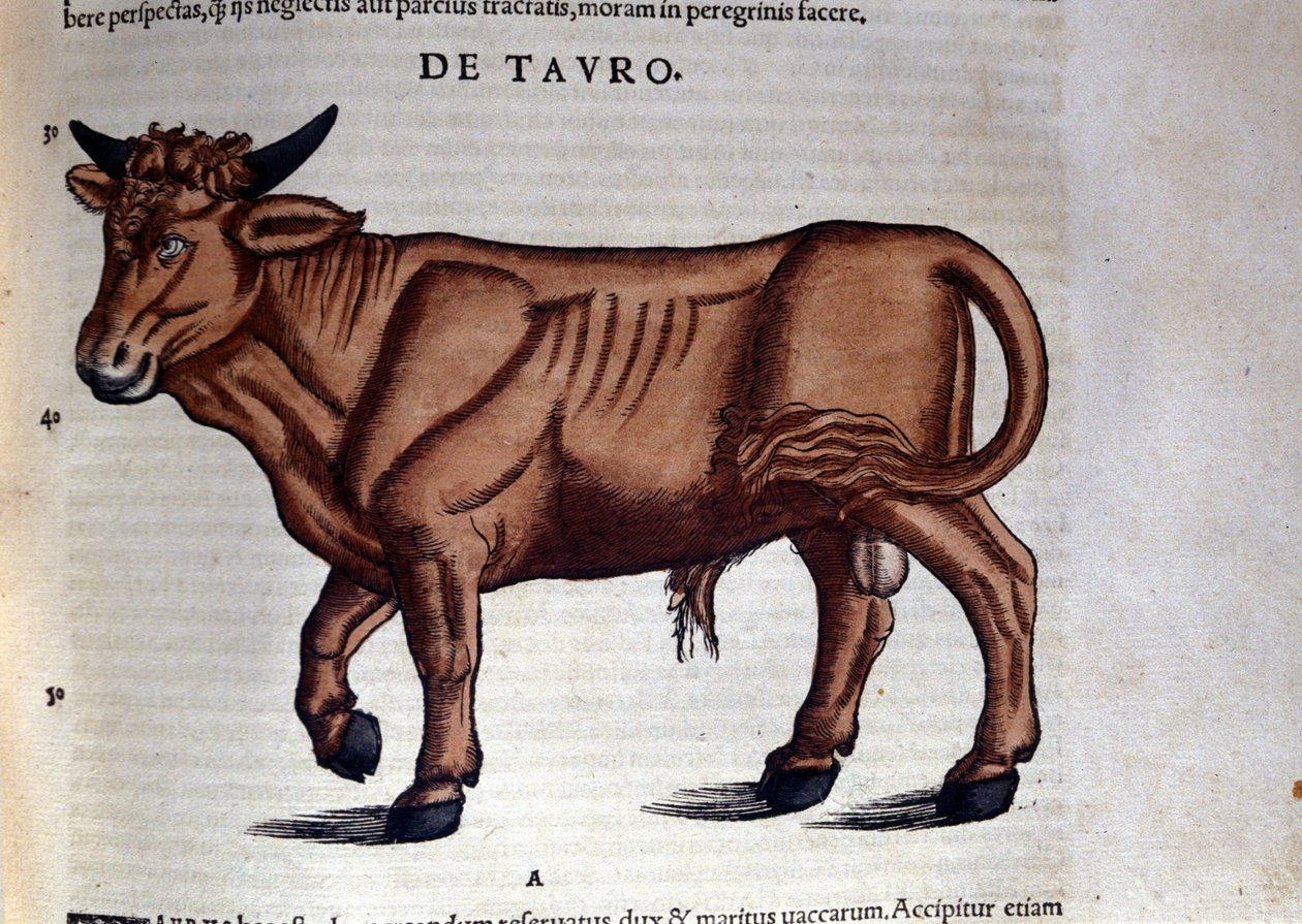 Le Taurus. in Historia Animalium by Conrad Gesner (1516 - 1565), Tiguri by Unknown artist
