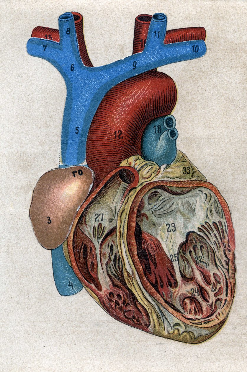 The heart. In 