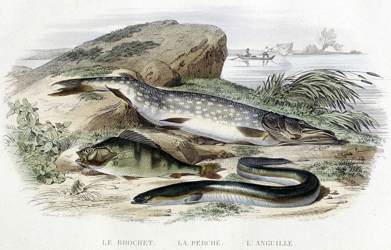 The Pike, the Perch and the Eel - in "Histoire naturelle" by Lacépède, T.II, ed. Furne et Cie, Paris by Unknown artist