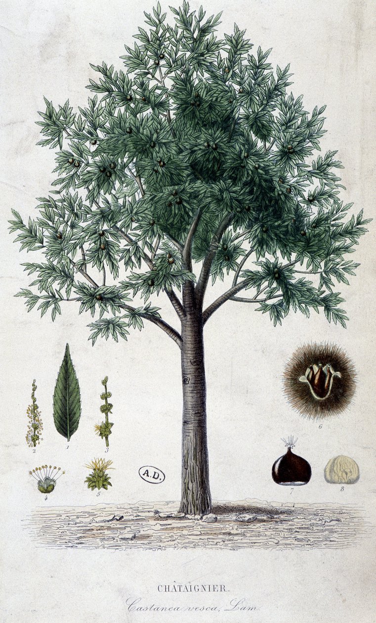 Leaves, fruit and chestnut tree, botanical board by Unknown artist