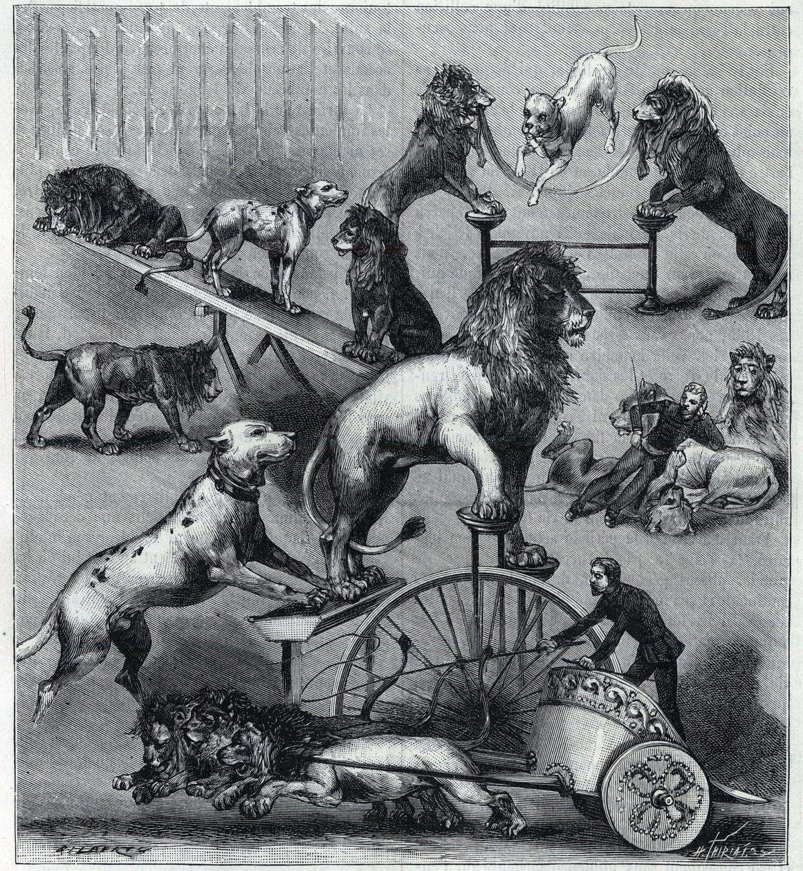 The dressed lions of the Nouveau Cirque in Paris: different tricks of an acrobatic number with lions, tamers and dogs. Engraving in 