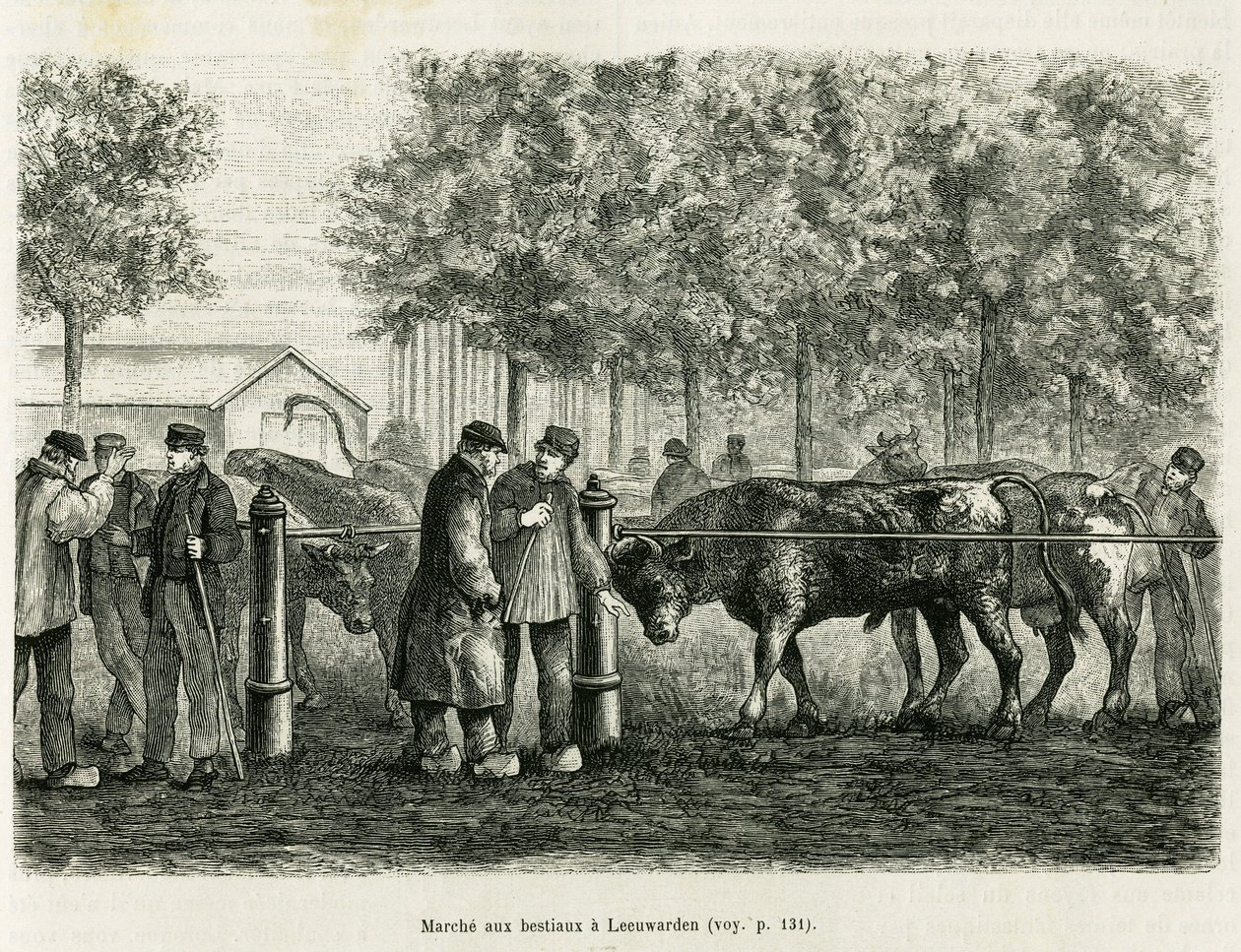 Livestock Walking in Leeuwarden (Netherlands). Engraving to illustrate the story 
