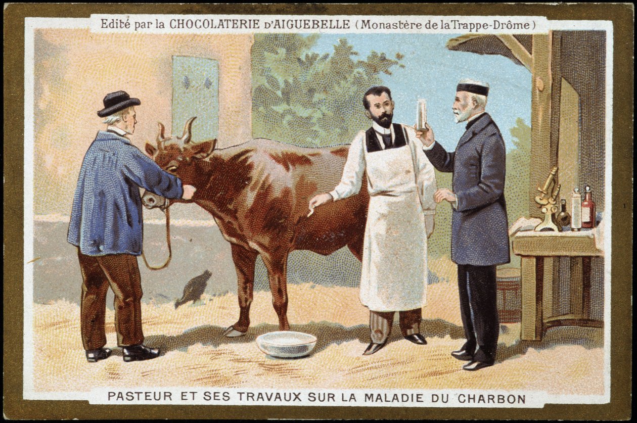 Louis Pasteur and his work on charcoal disease - advertising label of Chocolats d