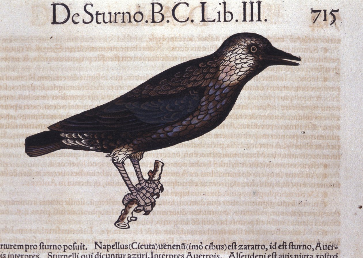 The Starling in Historia Animalium by Conrad Gesner (1516-1565) by Unknown artist