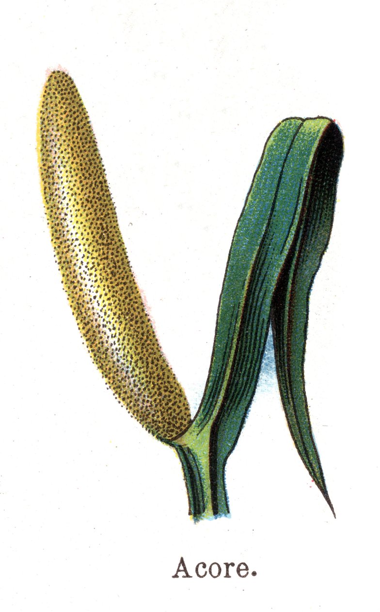 Medicinal and food botanical plants: acore. Engraving in 