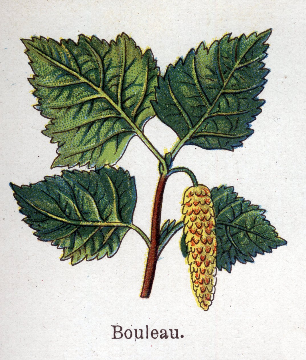Medicinal and food botanical plants: birch by Unknown artist