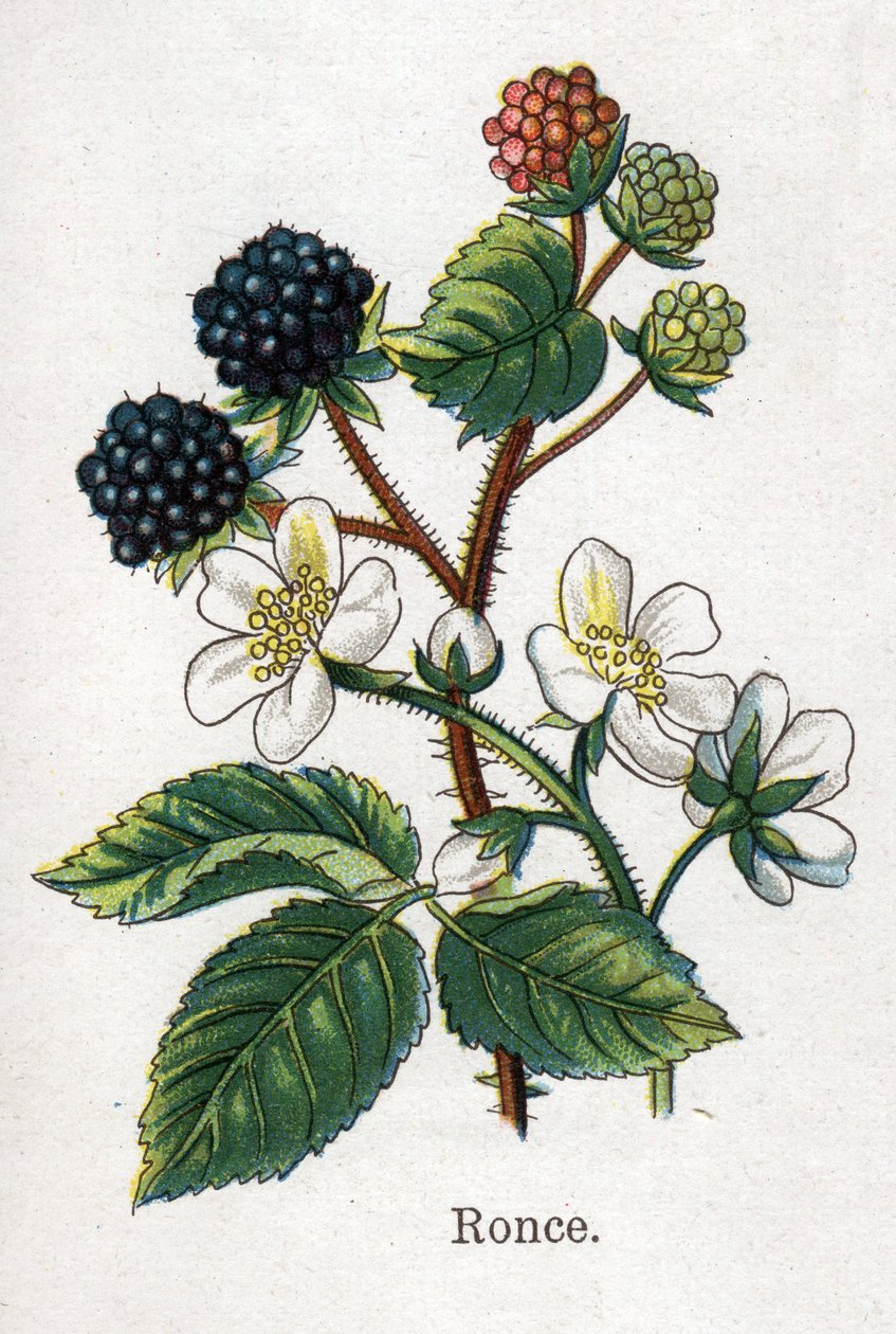 Medicinal and Food Botanical Plants: Bramble. Engraving in 
