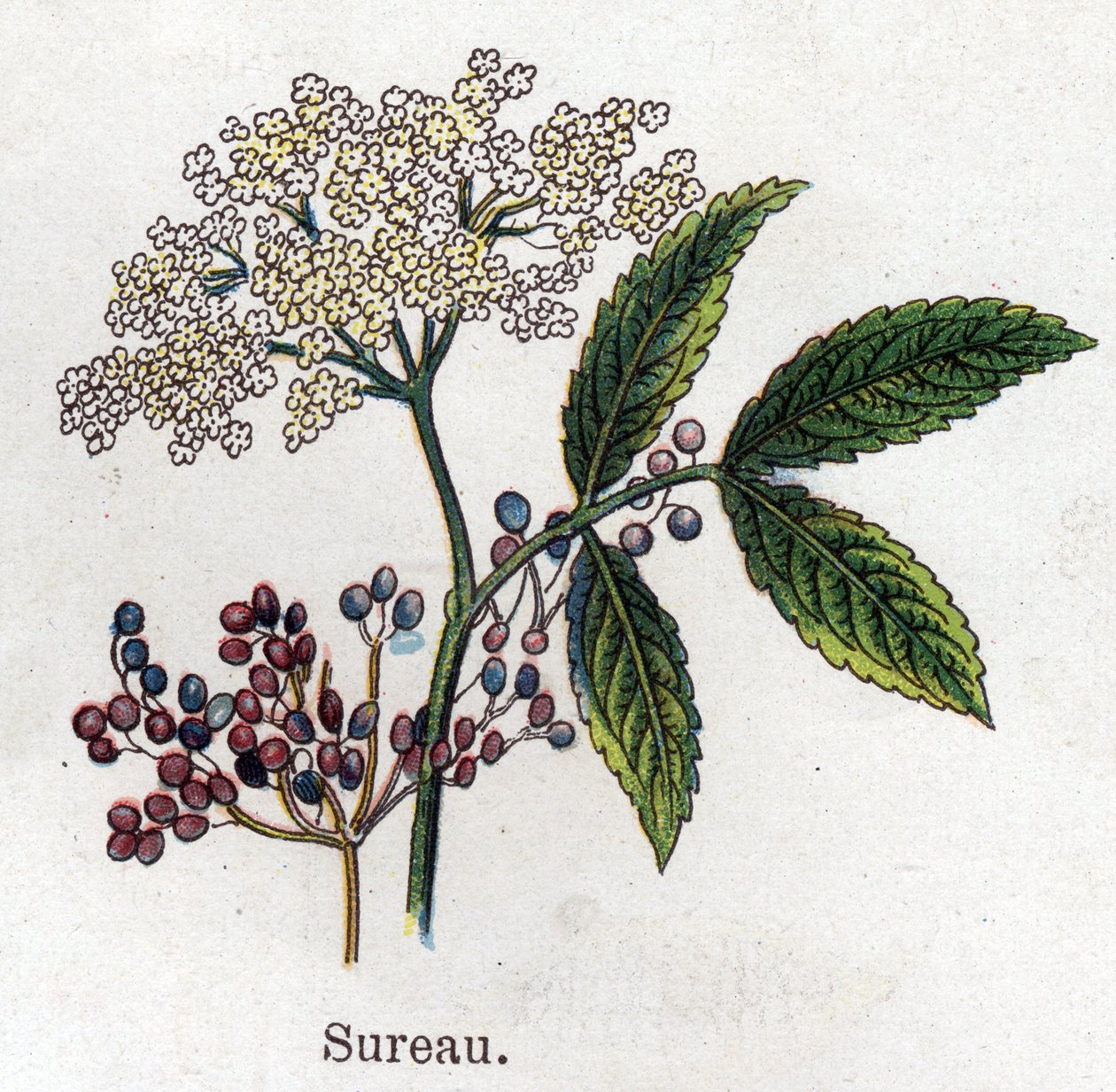 Medicinal and Food Botanical Plants: Elderberry. Engraving in 