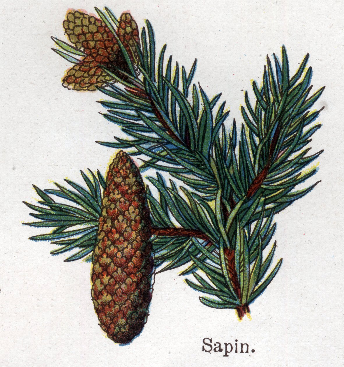 Medicinal and food botanical plants: fir. Engraving in 