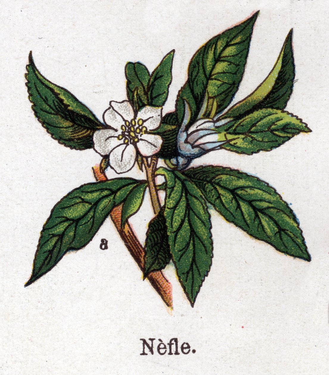 Medicinal and food botanical plants: medlar. Engraving in 
