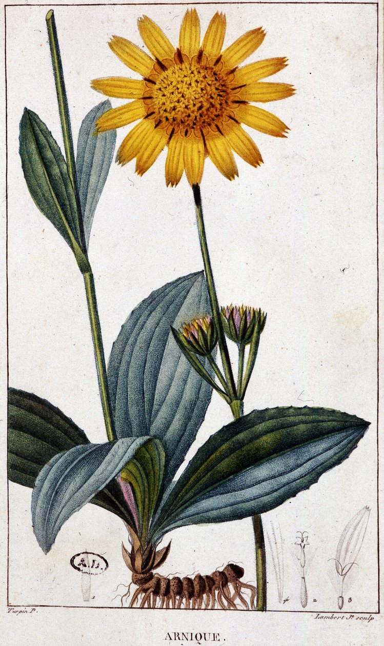 Medicinal Plant: Arnica - Botanical Board, Late 19th Century by Unknown artist