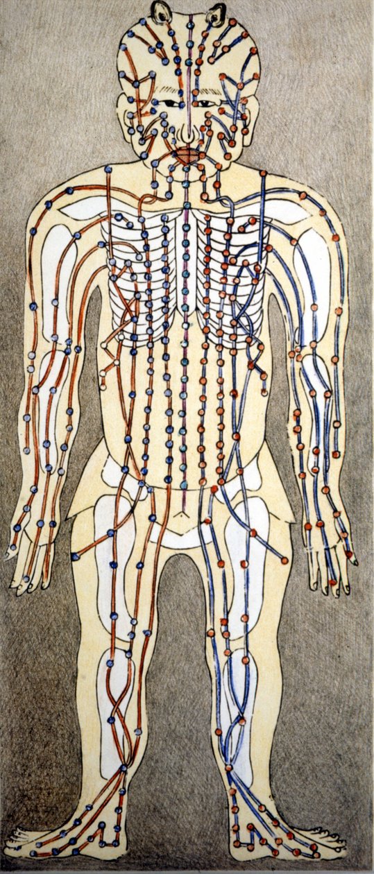 Medicine. Diagram of the human body from a treatise of acupuncture. Private library, Milan by Unknown artist
