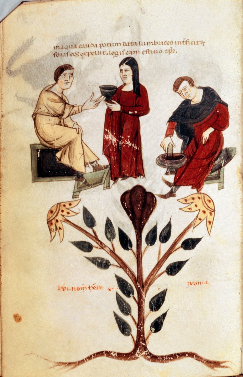 Medicine: preparation of a herbal potion (peony). Miniature taken from 