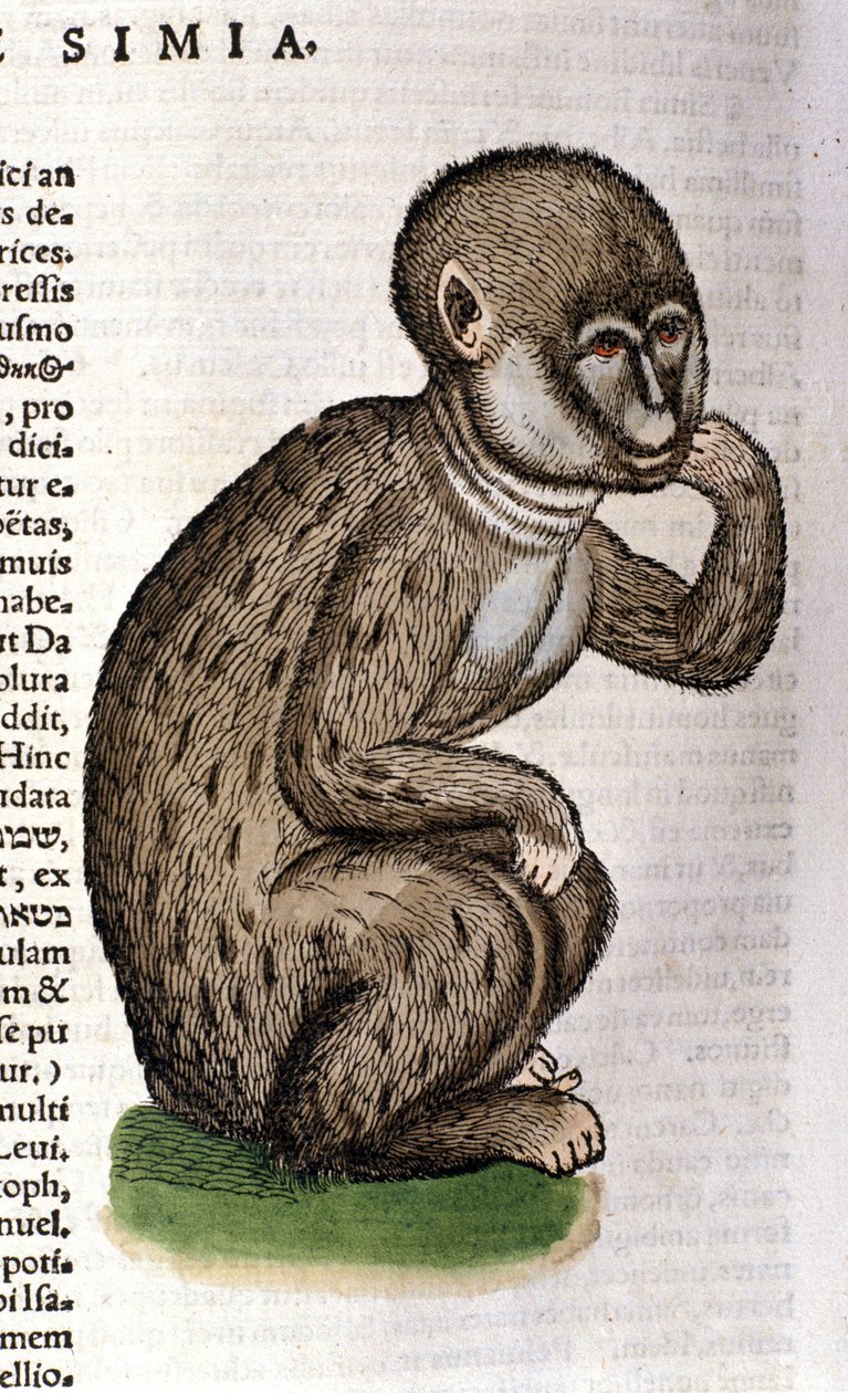 Monkey after the Historia Animalium by Conrad Gesner, Tiguri 1560. Biblioteca nazionale Braidense. Milan by Unknown artist